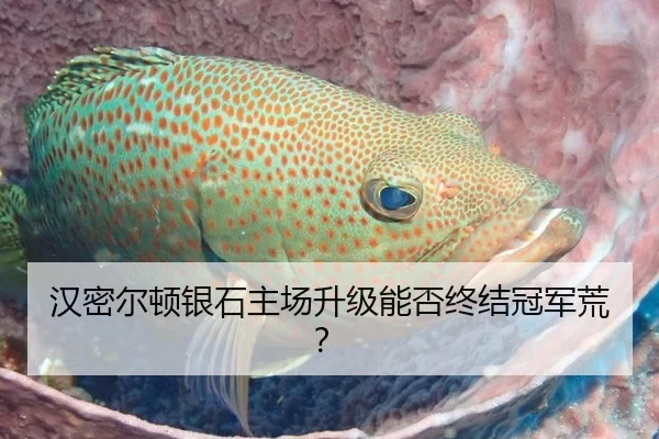 汉密尔顿银石主场升级能否终结冠军荒？